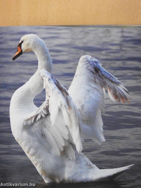 Állatkölykök (dedikált példány)