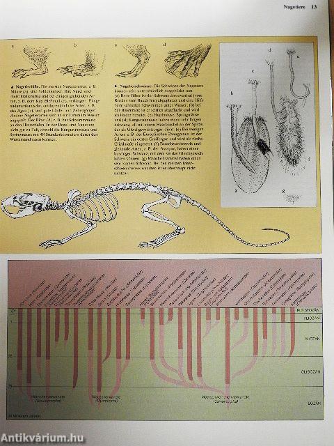 Nagetiere und Insektenfresser