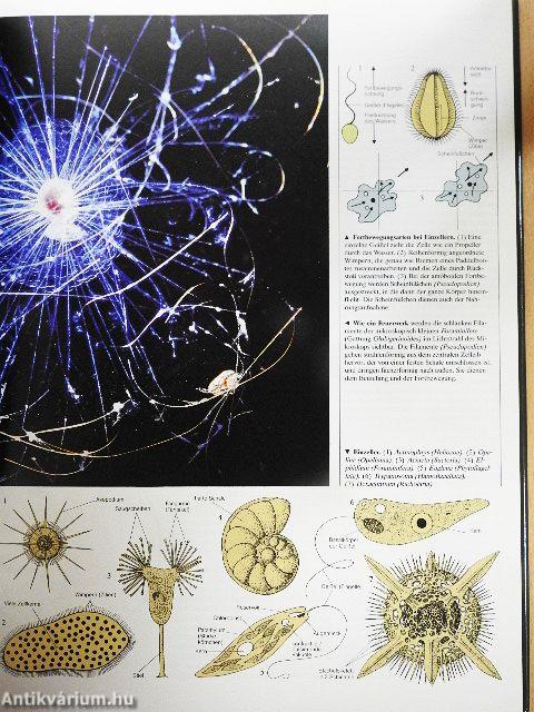 Insekten und Andere Wirbellose