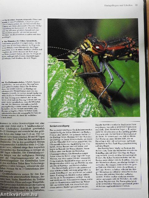 Insekten und Andere Wirbellose