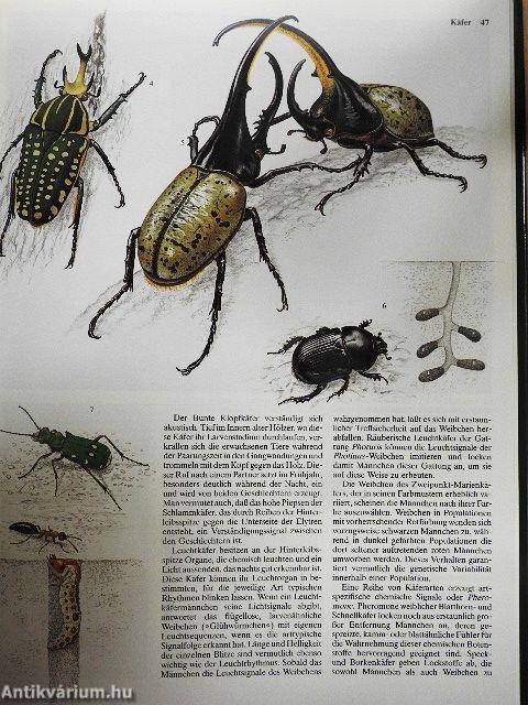 Insekten und Andere Wirbellose