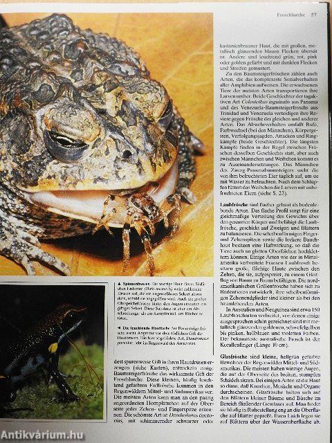 Kriechtiere und Lurche