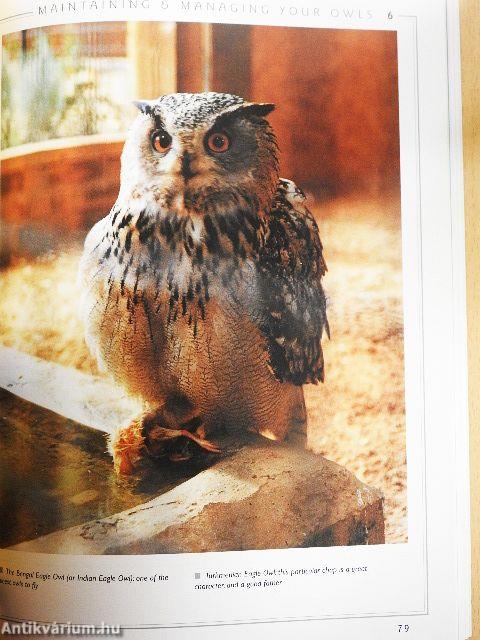 Understanding OWLS