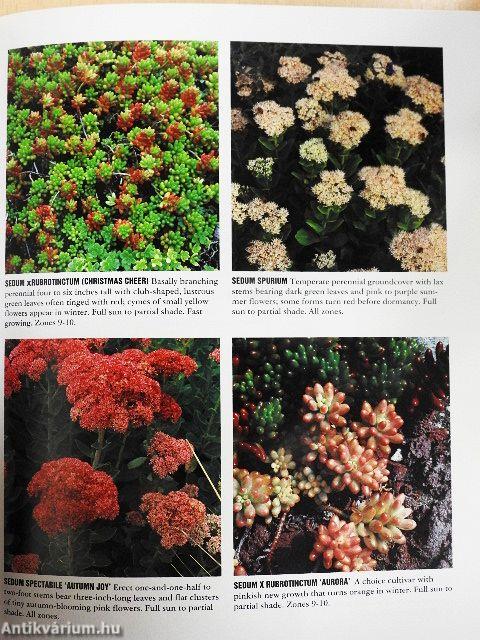 Dry Climate Gardening with Succulents