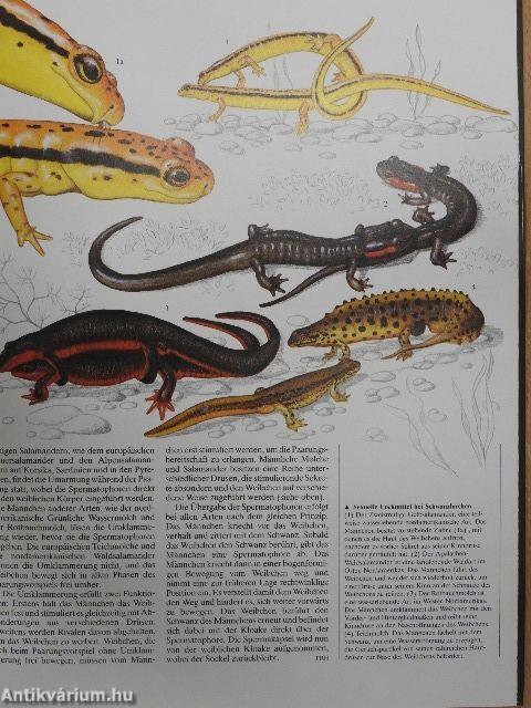 Kriechtiere und Lurche