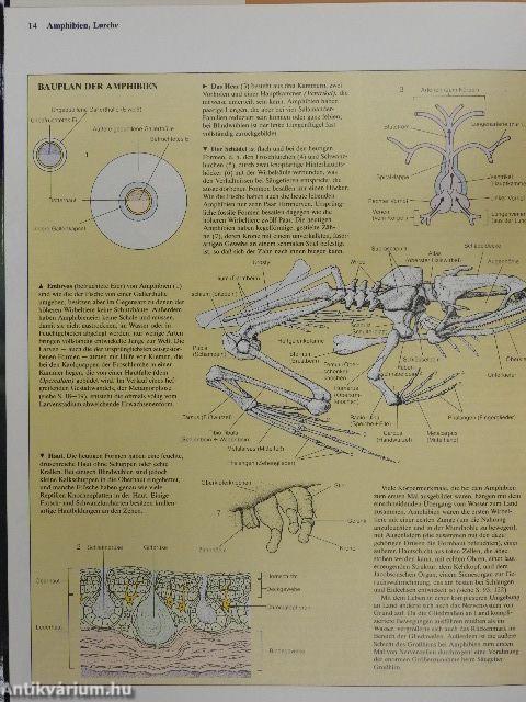 Kriechtiere und Lurche
