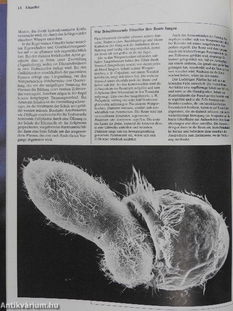 Insekten und Andere Wirbellose