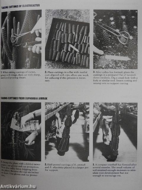 Dry Climate Gardening with Succulents