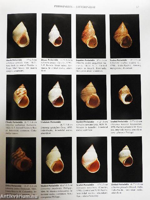 Compendium of Seashells