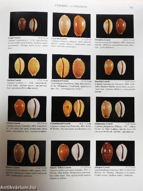 Compendium of Seashells