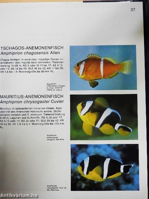 Riffbarsche der Welt