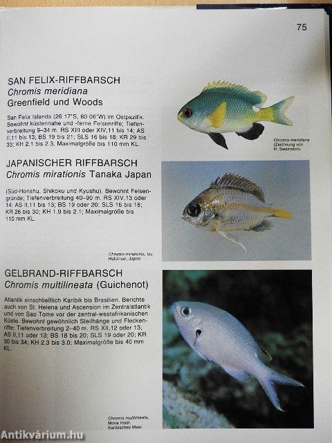 Riffbarsche der Welt