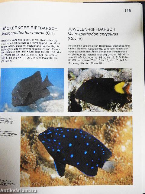 Riffbarsche der Welt