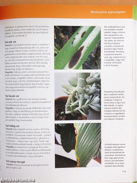 Növénypompa otthonunkban