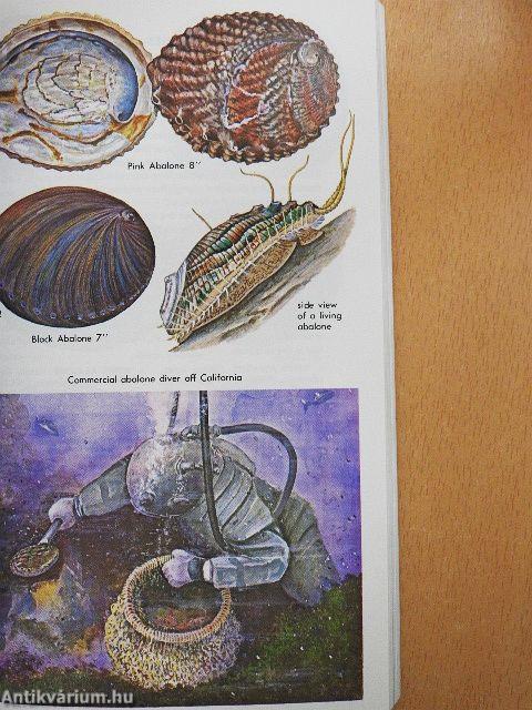 Seashells of North America