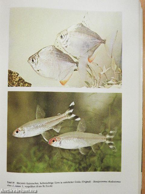 Süßwasserfische aus aller Welt