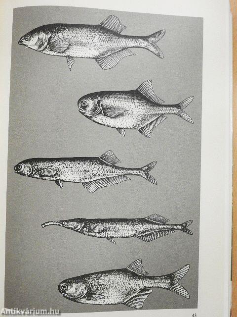 Süßwasserfische aus aller Welt