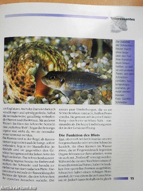 Süßwasserschnecken im Aquarium