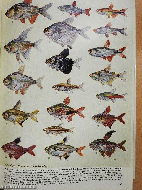 Das große Lexikon der Aquaristik