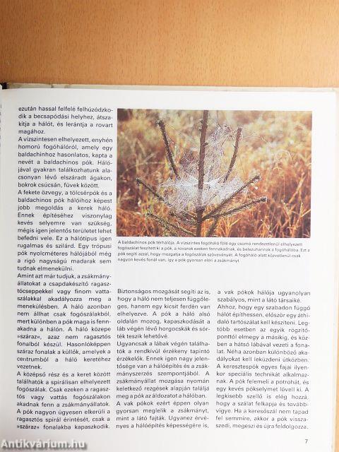 Az állatvilág építőmesterei