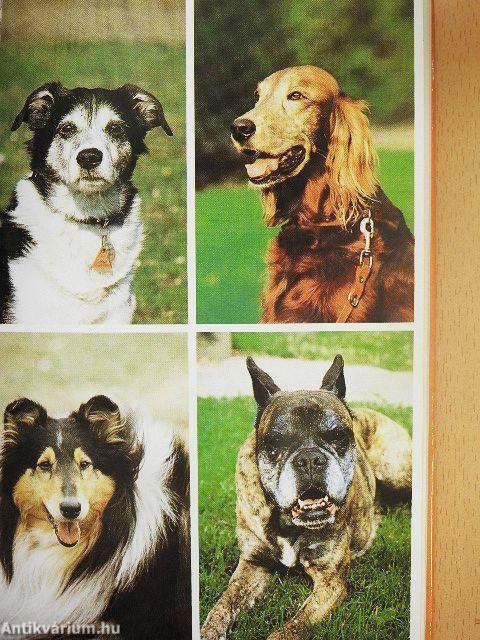 Öregszik a kutyánk