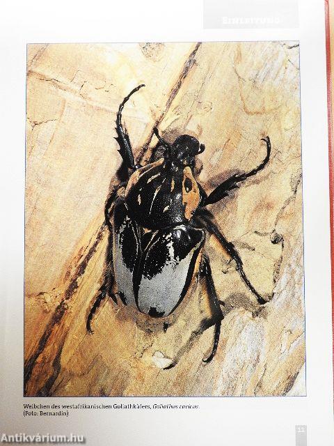 Exotische Käfer