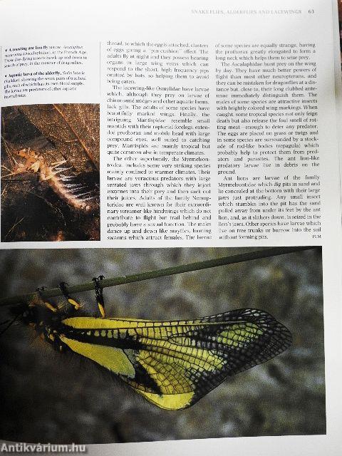 The Encyclopedia of Insects