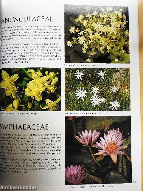 Wild Flowers of South Africa