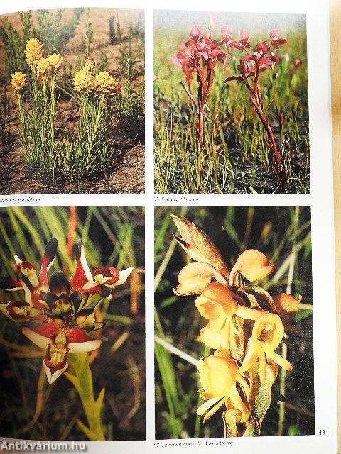 Wild Flowers of South Africa