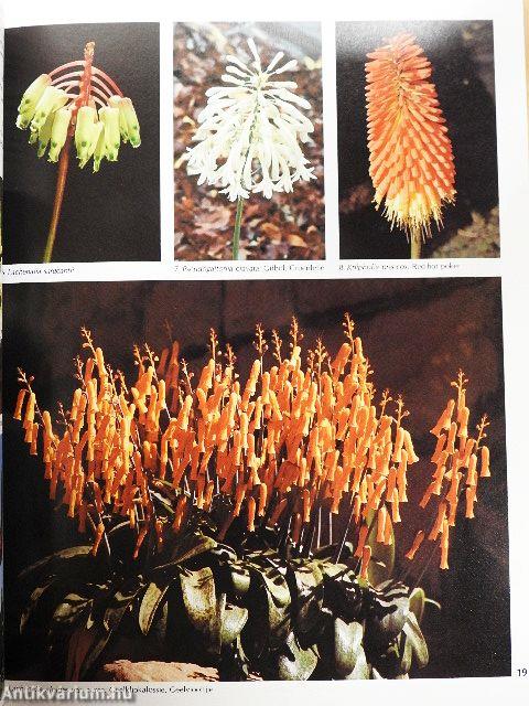 Wild Flowers of South Africa