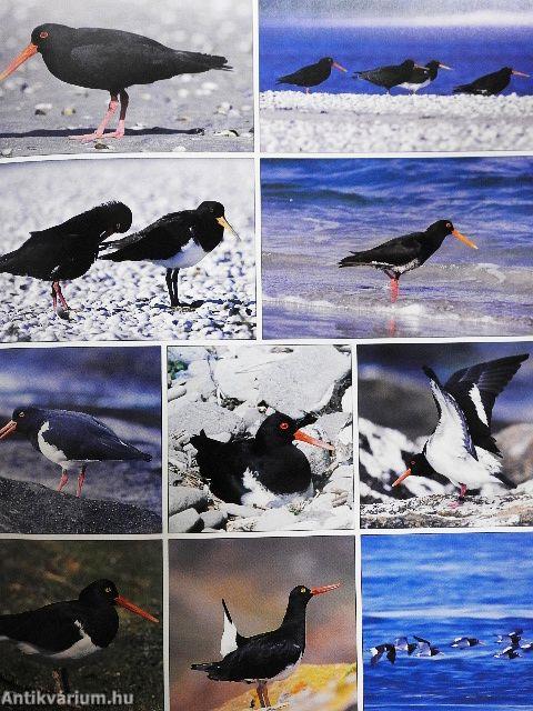Hamlyn Photographic Guide to the Waders of the World
