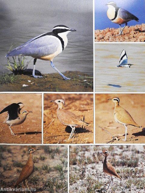 Hamlyn Photographic Guide to the Waders of the World
