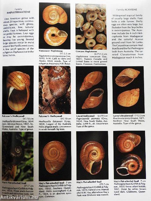 Compendium of Landshells