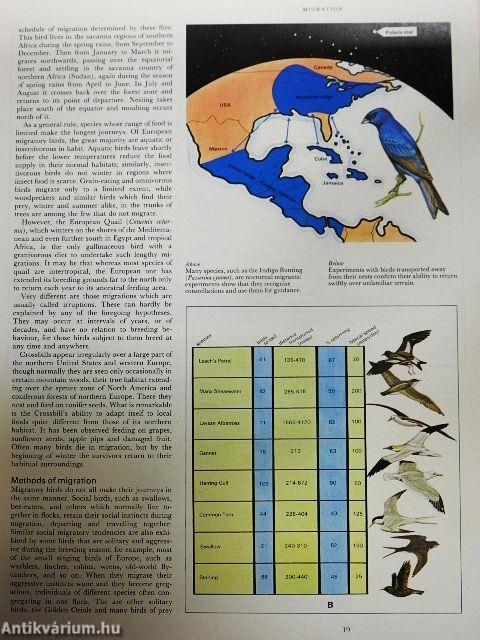 Illustrated Encyclopedia of Birds