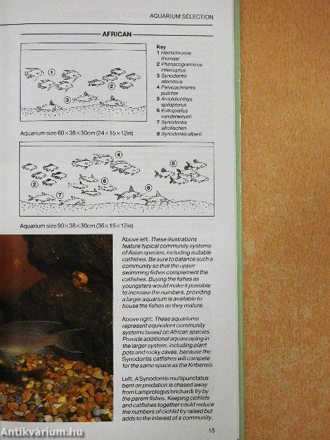 A Fishkeeper's Guide to African & Asian Catfishes