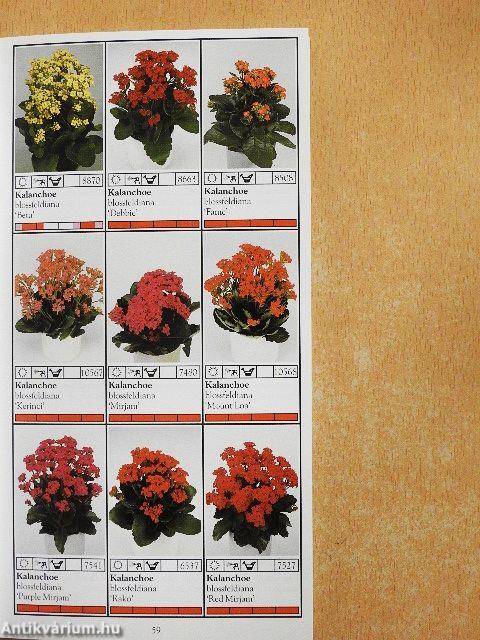 Potplanten/Pot Plants/Topfpflanzen/Plantes en pot/Piante da vaso/Planta en particular 1999/2000