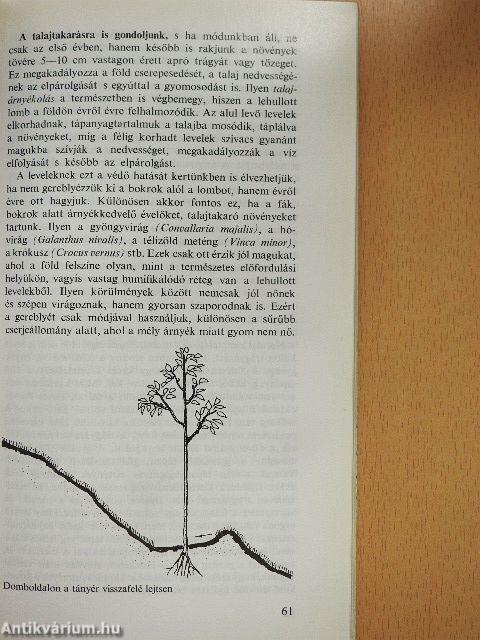 Lombhullató díszfák, díszcserjék a kertben