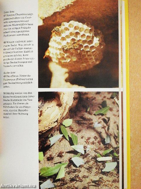 Kleintiere im Terrarium