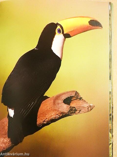 Aviary Birds in Colour