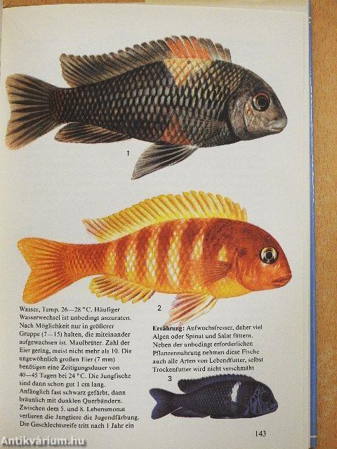 Aquarienfische