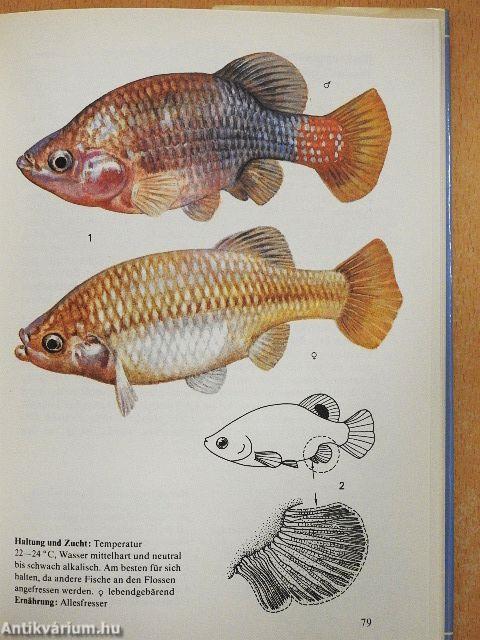 Aquarienfische