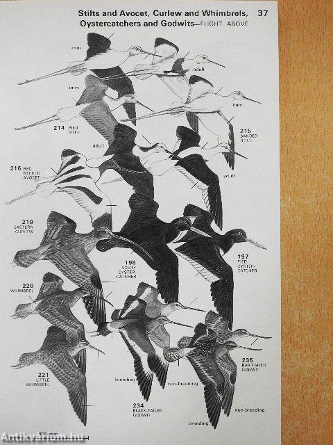 A Field Guide to the Birds of Australia