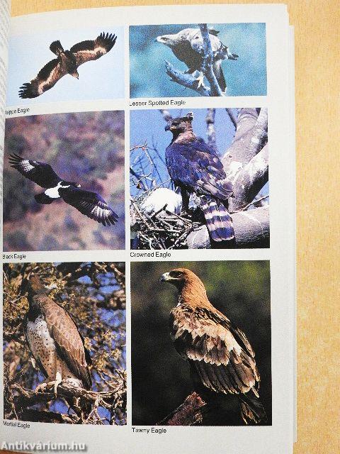 Field Guide to the Birds of Southern Africa
