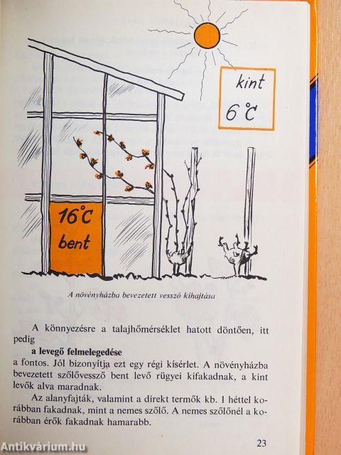 Tavasztól tavaszig a szőlőben