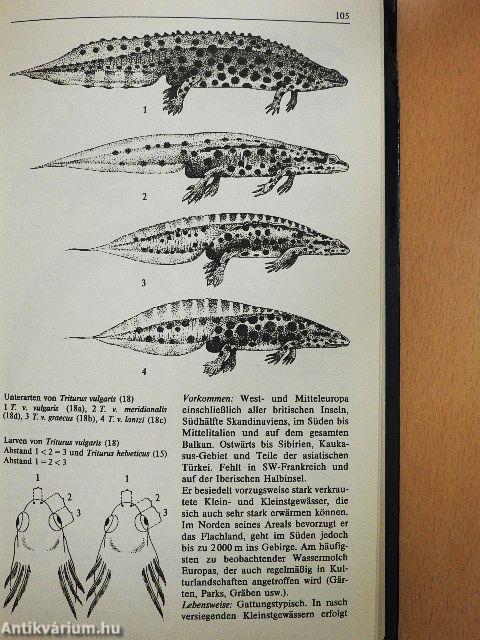 Lurche und Kriechtiere Europas