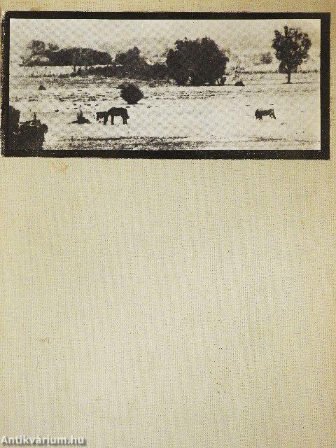 Erdőháton, Nyíren