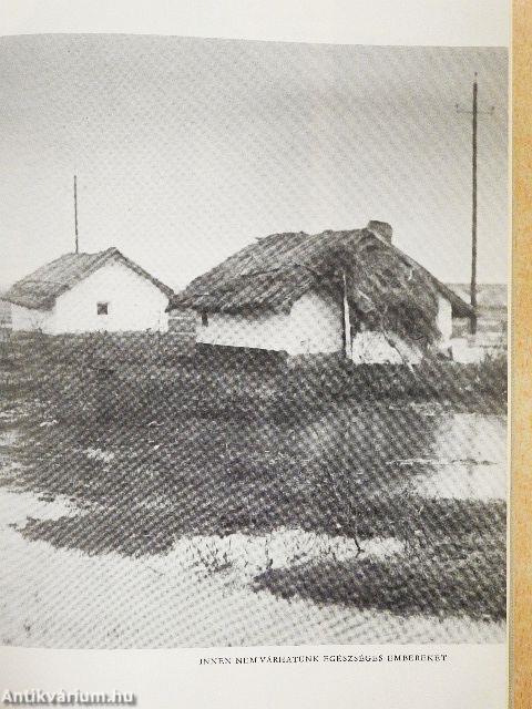 Erdőháton, Nyíren