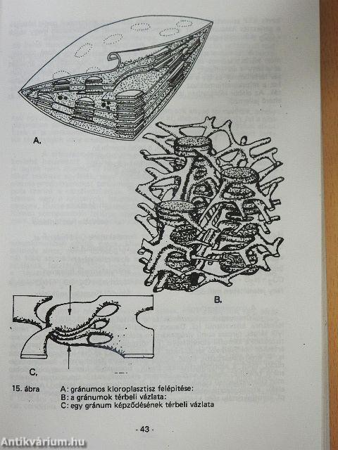 Növényszervezettan