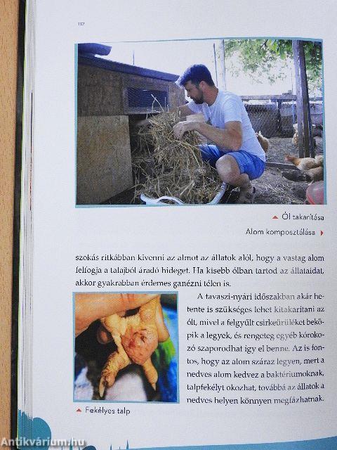 Így neveld a tyúkodat