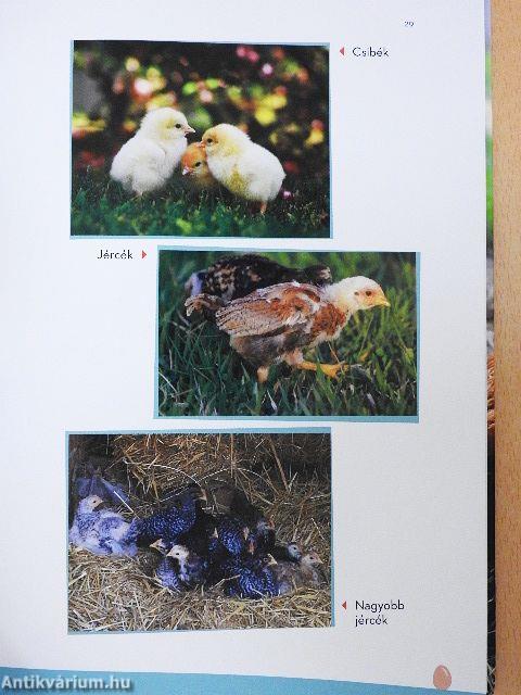 Így neveld a tyúkodat